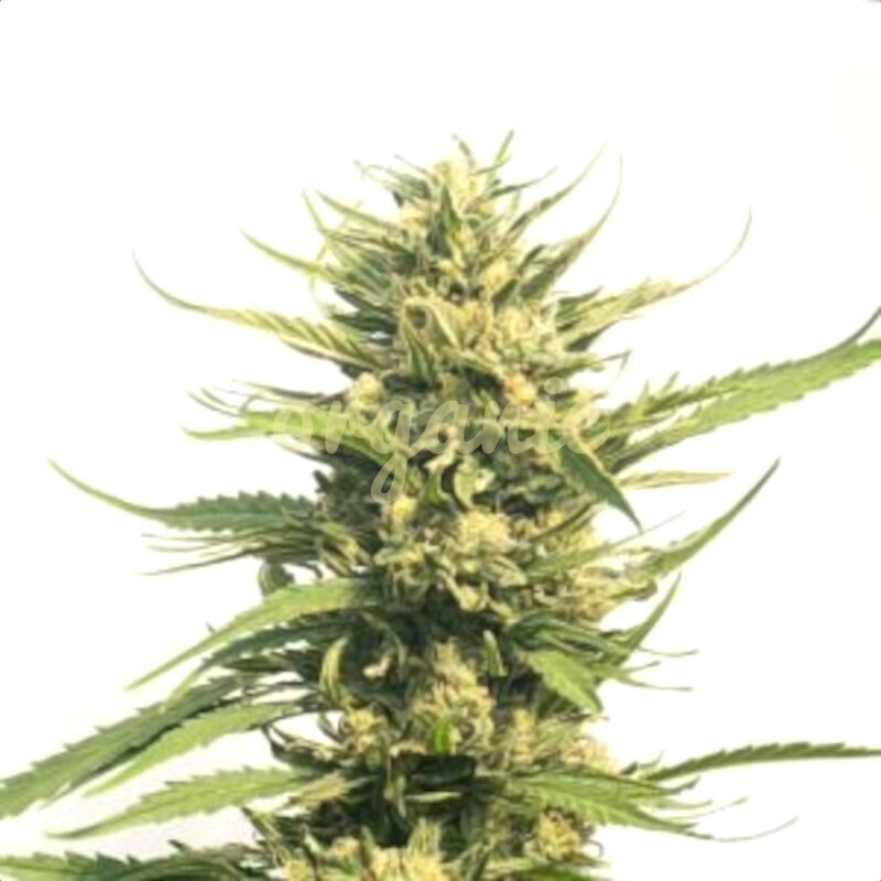 Big Bud Autoflower Seeds - Organic Catalog Cannabis Seeds