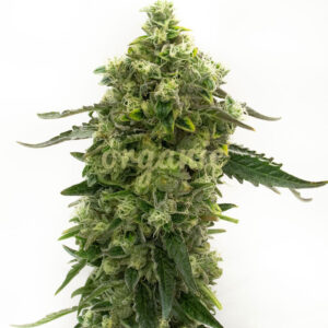 Bubba Kush Autoflower marijuana seeds