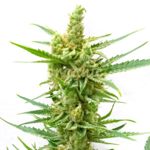 Harlequin Kush regular marijuana seeds