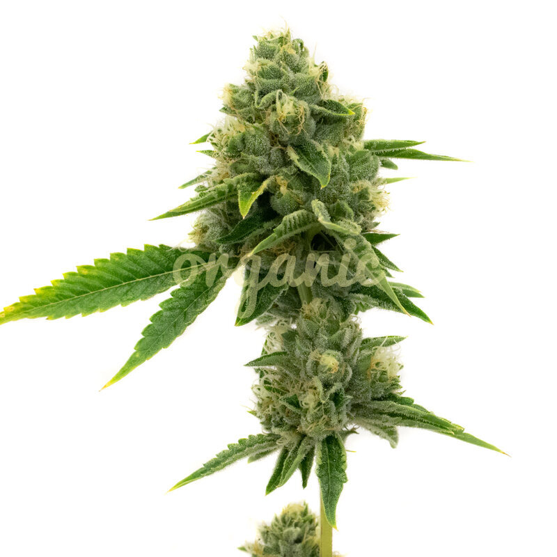 Northern Lights Autoflower Seeds - Organic Catalog Cannabis Seeds