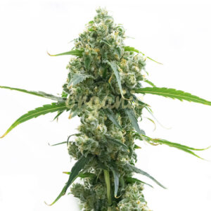 OG Kush Autoflower marijuana seeds